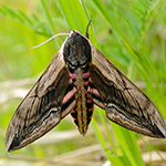 Lišaj šeříkový - Sphinx ligustri (Linnaeus, 1758)